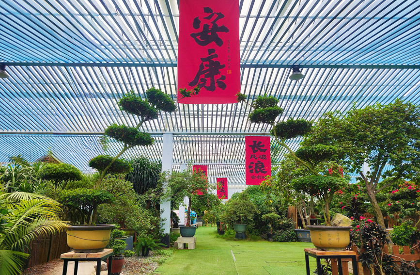 行進中國丨閩西小鎮藏著“杜鵑花王國”