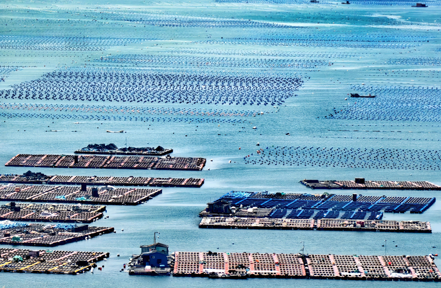 行進中國丨這片“海上牧場” “鮑”發力十足